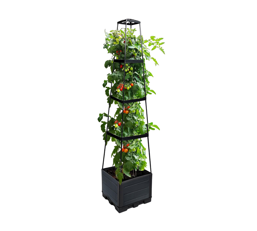 Ett högt, svart Planteringsset med Klätterställning från Elevkassan har en vertikal spaljé som bär upp en blomstrande tomatplanta med frodiga gröna blad och klasar av mogna röda tomater på olika höjder.