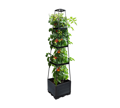 Ett högt, svart Planteringsset med Klätterställning från Elevkassan har en vertikal spaljé som bär upp en blomstrande tomatplanta med frodiga gröna blad och klasar av mogna röda tomater på olika höjder.